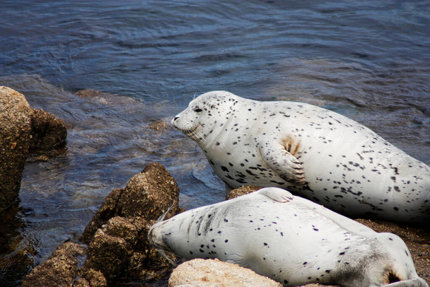 Two Spotted Seals Laying On Rocks Just Above Water In Monterey Bay California - Foto, afbeelding