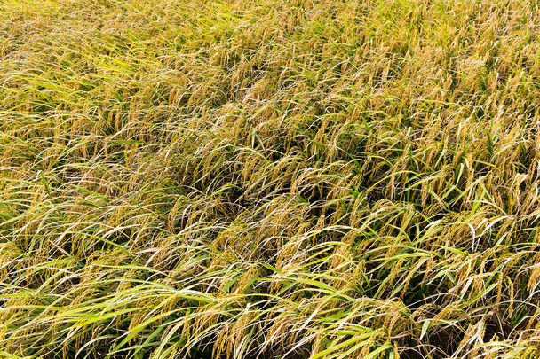 Velkých rýžových polích - Fotografie, Obrázek