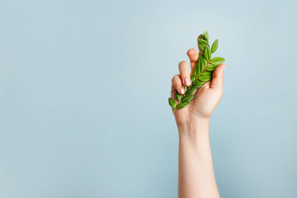 Hand with green leaves on blue background. The plant in the arm, symbolizing the unity of nature and people. Protecting and love nature - Foto, Imagem