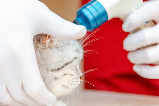Médico veterinario revisando las orejas del gato Scottish Fold con otoscopio en clínica veterinaria. Salud de las mascotas. Cuidado de animales.Pet checkup.Veterinario interno comprueba sus oídos en la mesa en clínica.Primer plano - Foto, imagen