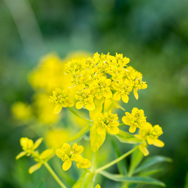 Euphorbia virgata, commonly known as leafy spurge, wolf's milk leafy spurge, or wolf's milk is a species of spurge native to Europe and Asia, and introduced in North America - Photo, Image