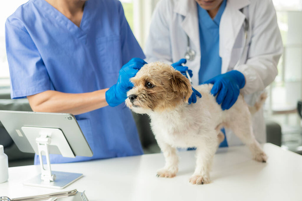 Young asian veterinarian sitting examining cute shih tzu dog with stethoscope in veterinary clinic The concept of health care and medicine for pets.Small cute dog examined at the veterinary doctor, close-up - 写真・画像
