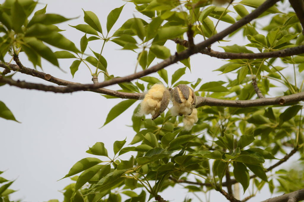 Bombax Ceiba i nasiona. Bawełniane drzewo. Pudełko z bawełny, dojrzałe owoce. - Zdjęcie, obraz