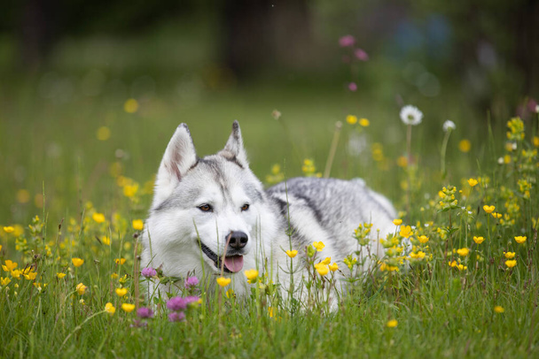 Beautiful Husky dog in a meadow - Photo, image