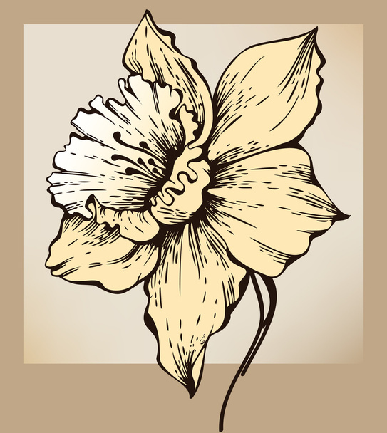 Narcissus flower - Διάνυσμα, εικόνα