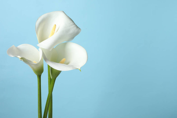 Beautiful calla lily flowers on light blue background. Space for text - Photo, image