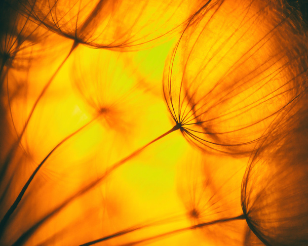 Vintage Orange abstract dandelion flower background - Photo, Image