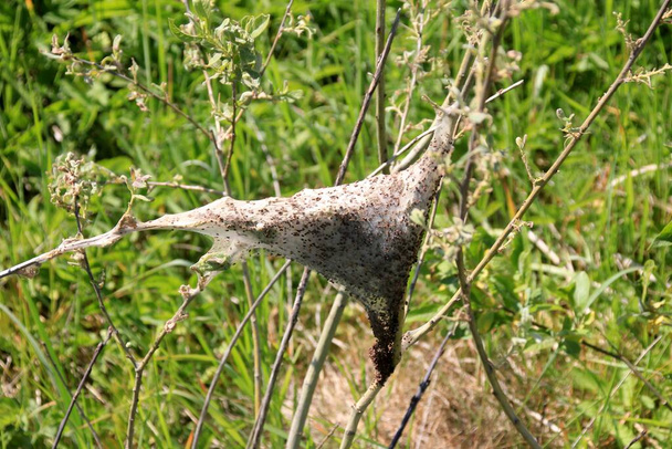 Gyümölcsmolylepkék (Yponomeuta padellus) hernyói egy faágon.Fa- és levélkártevők és betegségek. - Fotó, kép