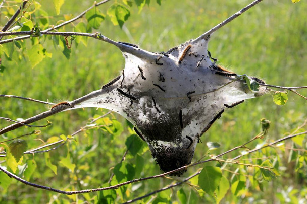 Raupen des Frucht-Hermelin-Motten (Yponomeuta padellus) auf einem Ast. Schädlinge und Krankheiten von Bäumen und Blättern. - Foto, Bild