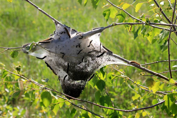 Chenilles de teigne de l'hermine fruitière (Yponomeuta padellus) sur une branche d'arbre.Ravageurs et maladies des arbres et des feuilles. - Photo, image