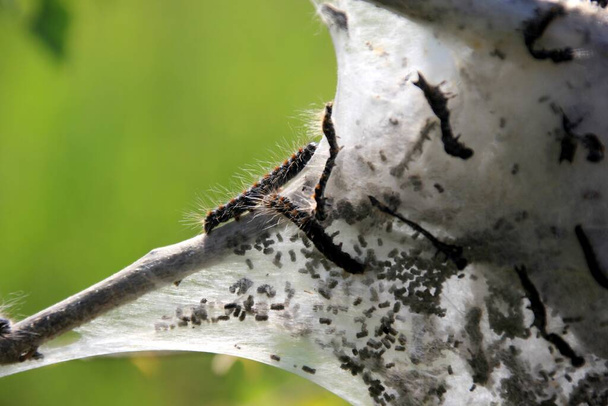 Chenilles de teigne de l'hermine fruitière (Yponomeuta padellus) sur une branche d'arbre.Ravageurs et maladies des arbres et des feuilles. - Photo, image
