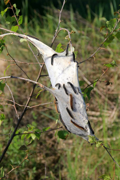 Caterpillars of fruit ermine moth (Yponomeuta padellus) on the tree branch.Tree and leaf вредители и болезни. - Фото, изображение