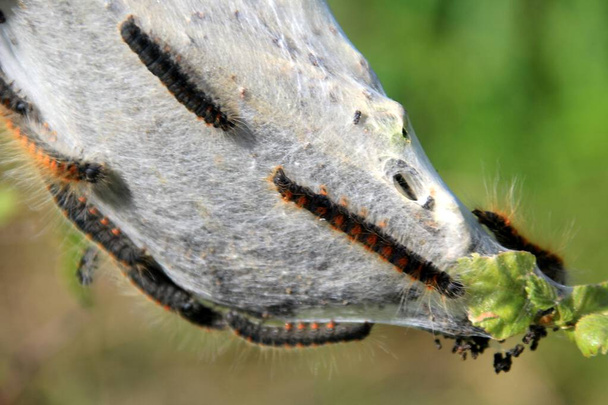 Caterpillars of fruit ermine moth (Yponomeuta padellus) on a tree branch.Tree and leaf pests and diseases. - Photo, Image