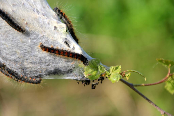 木の枝に果実地雷蛾(Yponomeuta padellus)の幼虫。木や葉の害虫や病気. - 写真・画像