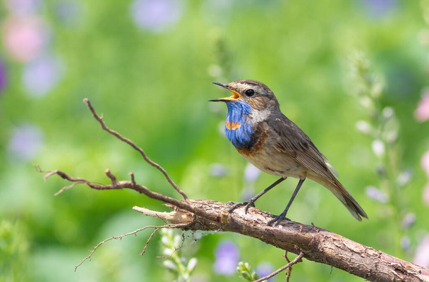Bluethroat sings, sitting on the root of a tree, against the background of a flowering meadow - Фото, зображення