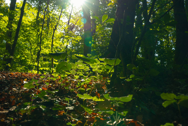 Pieniä kasveja ja auringonvaloa metsässä. Biologisen monimuotoisuuden konsepti kuva. Hiiliverkko nolla tai hiilineutraali tausta. - Valokuva, kuva