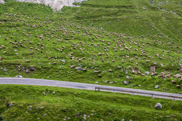Ovce stádo vedle Transfagarasan Road v Karpat v Rumunsku - Fotografie, Obrázek
