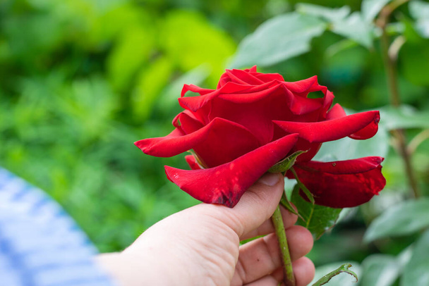 Elegir a mano una gran rosa roja del jardín de flores - Foto, Imagen