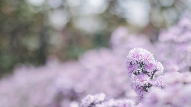Blurred Abstract natural background in the forest with copy space, Pink flower landscape, Sustainable development on renewable energy and growing ecological on green energy, ecology, environment. - 写真・画像