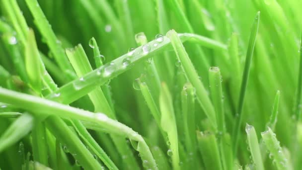 Gouttes de pluie sur les brins d'herbe - Séquence, vidéo