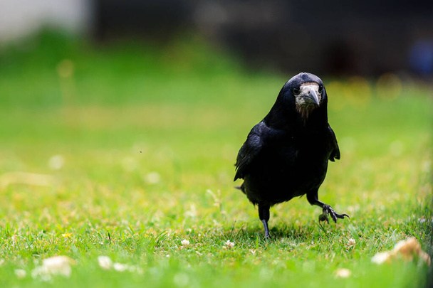 Un ave de la Torre es un gran ave gregaria de plumas negras, que se distingue de especies similares por el área blanquecina sin plumas en la cara..  - Foto, Imagen