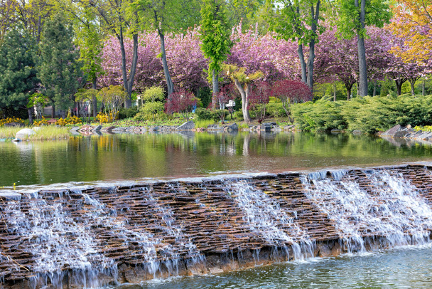 Une belle cascade artificielle s'inscrit dans la conception paysagère d'un jardin printanier avec un étang et des fleurs de cerisier le long du rivage. - Photo, image