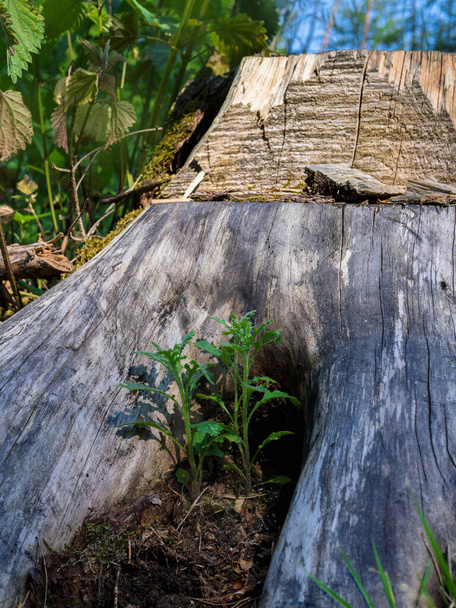 Forest area, forest floor and tree stump - Foto, imagen