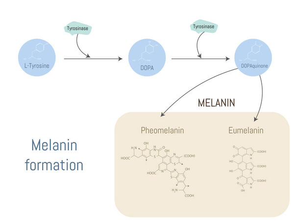 Schéma de la formation de mélanine à partir de la tyrosine et de la tyrosinase. - Vecteur, image