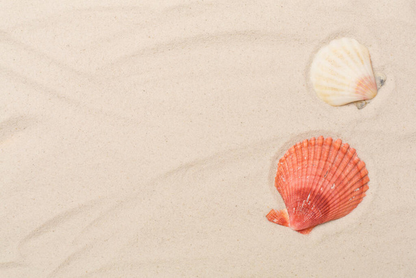 Sea shells on sand, top view - Foto, immagini