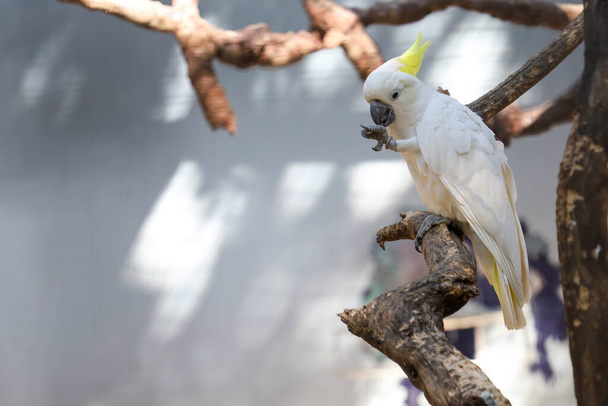 A triton kakadu madár az aranyos madár a kertben.  - Fotó, kép