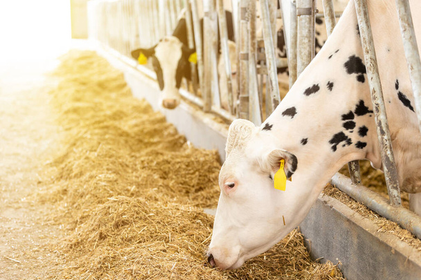 Maatalouden käsite, päiväkirja lehmät syövät heinää modernin vapaan karjan koju tai lehmän tislaus maidon, eläinten ja elintarvikkeiden käsite - Valokuva, kuva