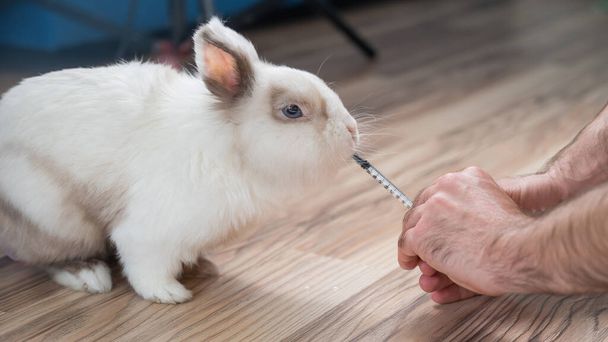 Un homme donne un médicament de lapin à partir d'une seringue. Boissons de lapin provenant d'une seringue - Photo, image