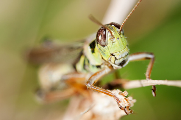 Close-up van een sprinkhaan - Foto, afbeelding