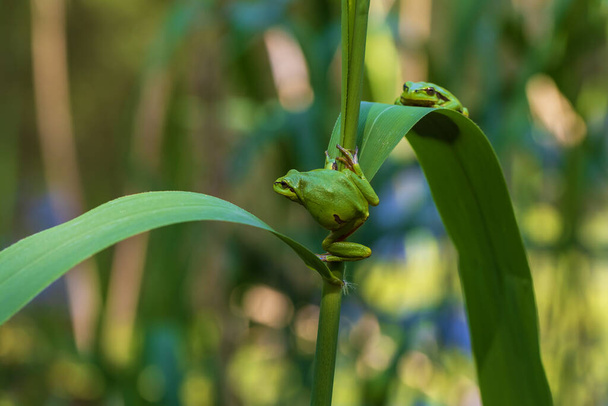 Hyla arborea - Green tree frog on a stalk. The background is green. The photo has a nice bokeh. Wild photo - Photo, Image