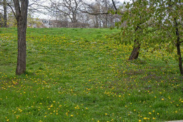 Amazing Spring flowers at South Park in city of Sofia, Bulgaria - Photo, Image