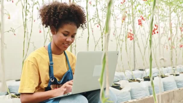 Farmer businesswoman, wesoły afrykański nastolatek pracuje na laptopie dostosowując zamówienia klientów w gospodarstwie szklarniowym uprawy pomidorów wiśniowych. - Materiał filmowy, wideo