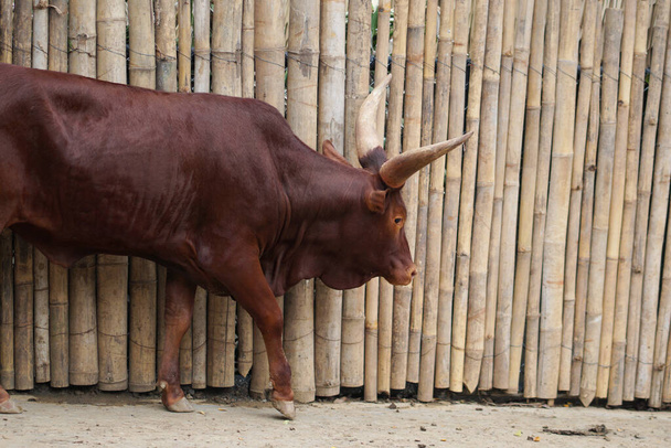 Die Ankole-Watusi ist eine moderne amerikanische Hausrinderrasse. Sie stammt aus der Ankole-Gruppe der Sanga-Rinderrassen aus Ost- und Zentralafrika. Es zeichnet sich durch sehr große Hörner aus. - Foto, Bild
