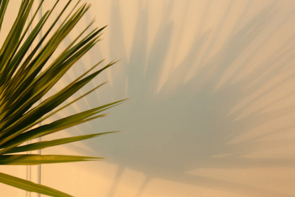 Tropical palm leaves casting shadow on beige wall - Fotoğraf, Görsel