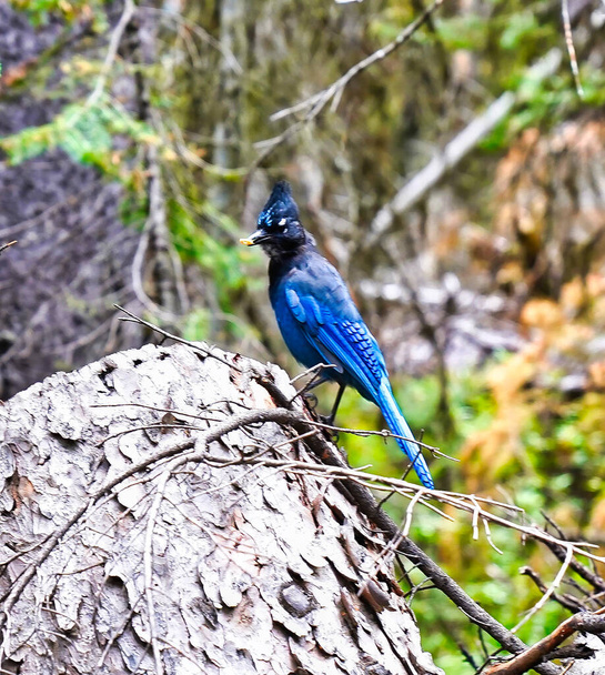 A Steller's Blue Jay in the woods near Lake Louise near Banff in the Canada Rockies - Foto, afbeelding
