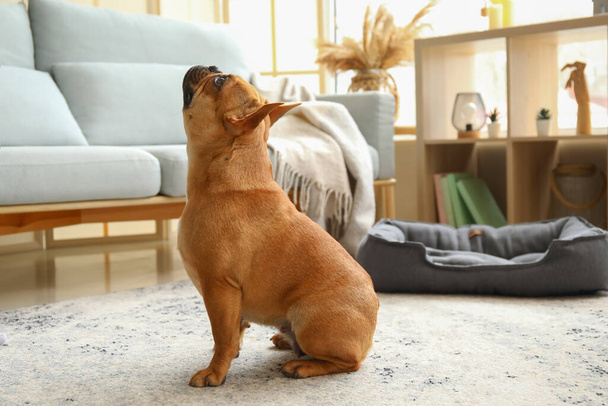 Cute French bulldog at home - Foto, afbeelding
