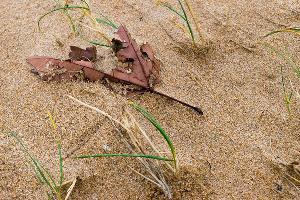 Лист дерева в піску
 - Фото, зображення