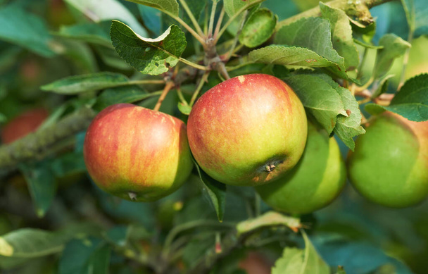 Environment, agriculture and farm with apple on tree for sustainability, health and growth. Plants, nature and nutrition with ripe fruit on branch for harvesting, farming and horticulture. - Foto, afbeelding