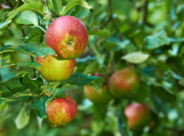 Nature, agriculture and garden with apple on tree for sustainability, ecology and growth. Plants, environment and nutrition with red summer fruits on branch for harvesting, farming and horticulture. - Foto, afbeelding