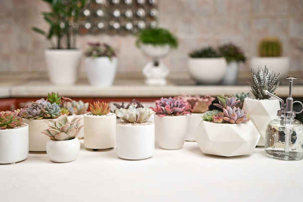 Echeveria Succulent house plant in a pot and other potted house plants on a table. - Фото, зображення