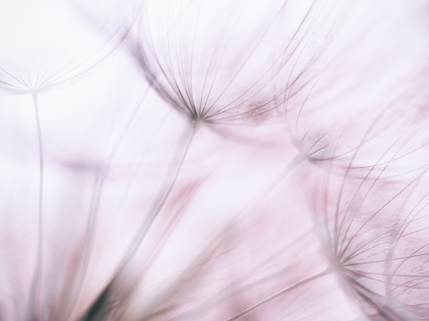 Pastelowe tło - Vintage fioletowy kwiat mniszek streszczenie - Zdjęcie, obraz
