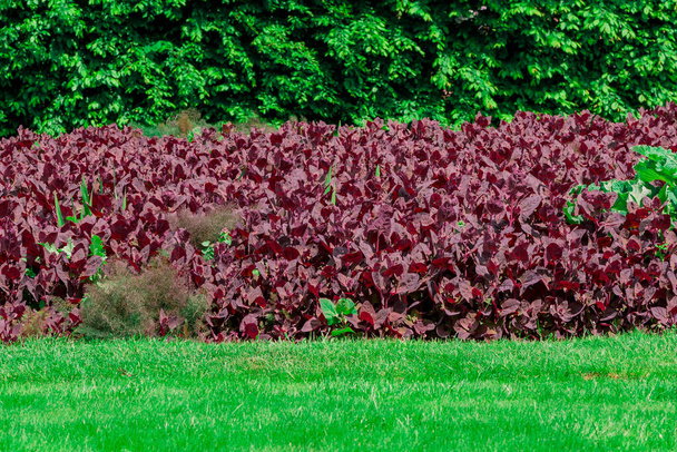 新鮮な紫色の庭のOrache 、トリプレックスホルテンシスまたはフランスのほうれん草 - 写真・画像