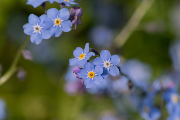 Myosotis alpestris - güzel küçük mavi çiçekler - unut beni - Fotoğraf, Görsel