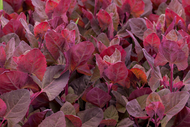 Свіжий пурпуровий сад Ораш, Atriplex hortensis або французький шпинат - Фото, зображення