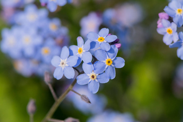 Myosotis alpestris - güzel küçük mavi çiçekler - unut beni - Fotoğraf, Görsel