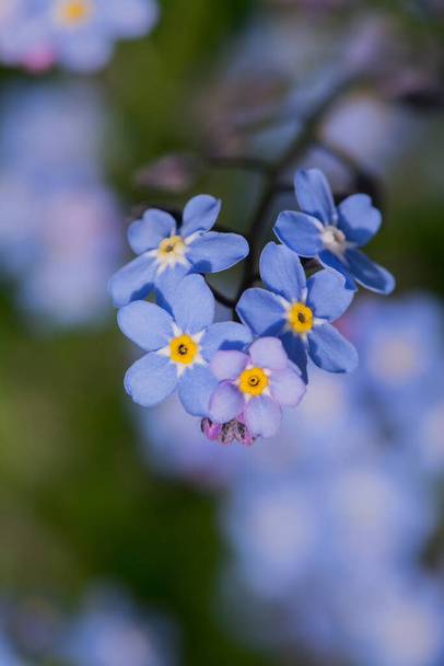 Myosotis alpestris - beautiful small blue flowers - forget me no - Fotó, kép